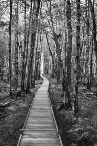 The Long and Winding Trail Black & White - NHP76b The Long and Winding Trail Black & White - NHP76b